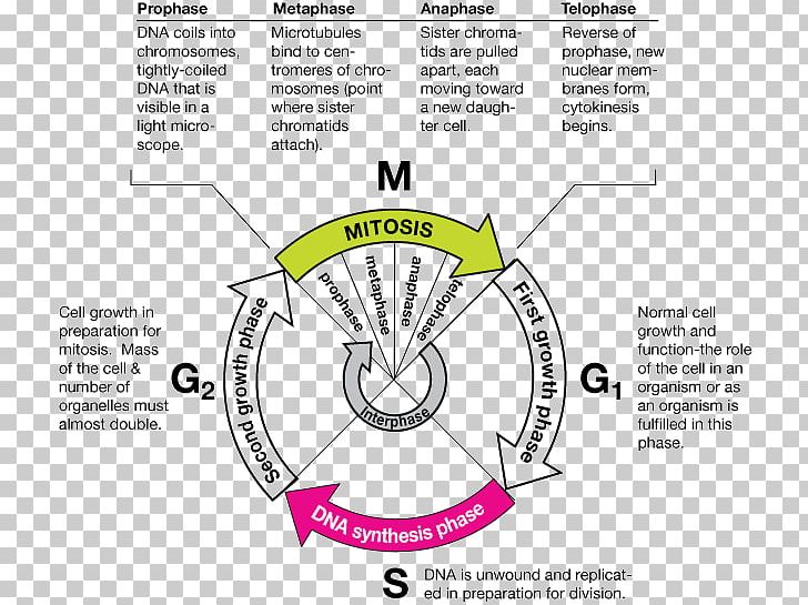 Mitosis Cell Cycle Metaphase DNA Replication PNG, Clipart, Angle, Area, Brand, Cell, Cell Biology Free PNG Download