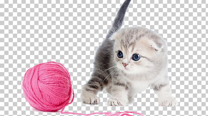 Scottish Fold Kitten Maine Coon Russian Blue Havana Brown PNG, Clipart, American Wirehair, Animal, Asian, Carnivoran, Cat Free PNG Download