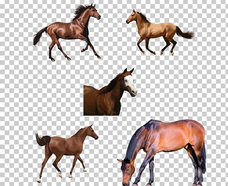Mustang Stallion Mare & Colt Foal Horse Racing PNG, Clipart, Colt, Deviantart, Equestrian, Fauna, Foal Free PNG Download