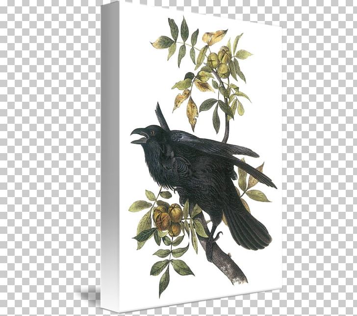 American Crow The Birds Of America Common Raven National Audubon Society PNG, Clipart, American Crow, Art, Beak, Bird, Birds Of America Free PNG Download