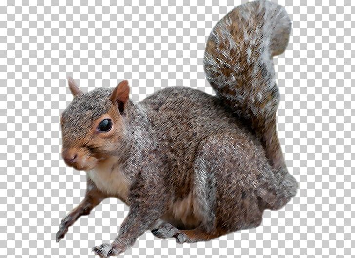 Fox Squirrel Coyote Wild Boar Hunting PNG, Clipart, Animal, Animals, Boaring Experiences Llc, California Ground Squirrel, Canis Free PNG Download
