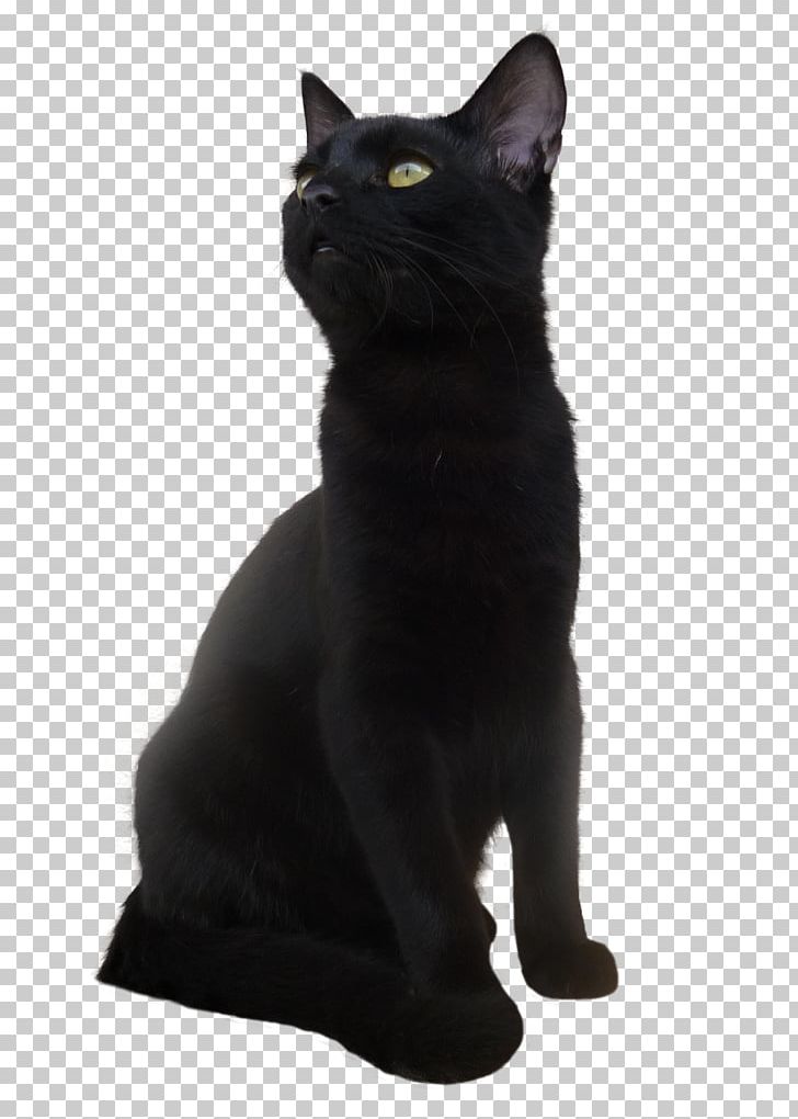 Bombay Cat Siberian Cat Kitten Korat PNG, Clipart, Animals, Asian, Black, Black Cat, Bombay Free PNG Download