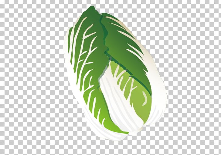 Chinese Cabbage Leaf PNG, Clipart, Cabbage, Cabbage Leaves, Cabbage Vector, Cartoon Cabbage, Circle Free PNG Download