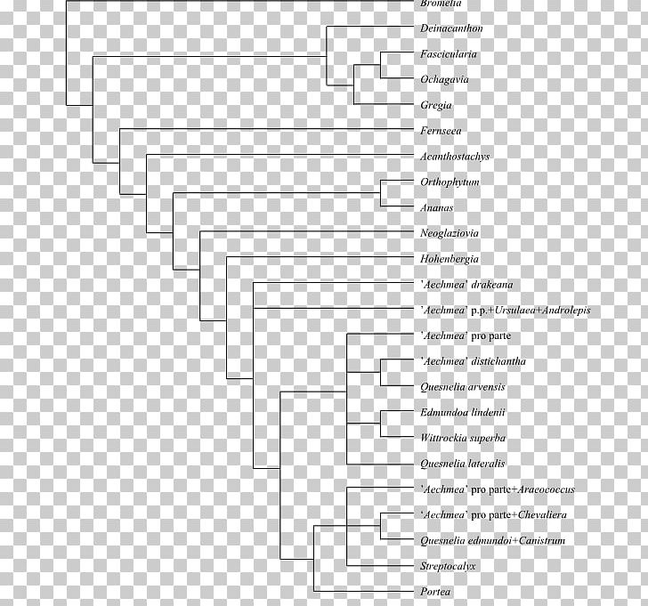 Cladogram Phylogenetic Tree Cladistics Phylogenetics Systematics PNG, Clipart, Angle, Area, Black And White, Bromelia, Bromeliads Free PNG Download