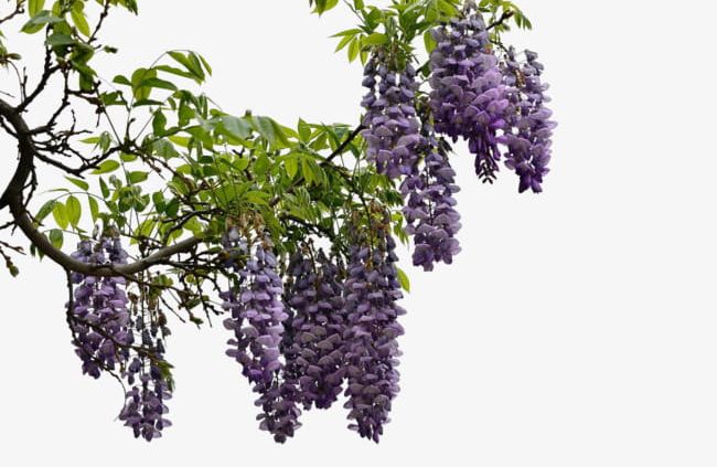 Clusters Of Wisteria PNG, Clipart, Background, Branches, Bunch, Clusters Clipart, Decorative Free PNG Download