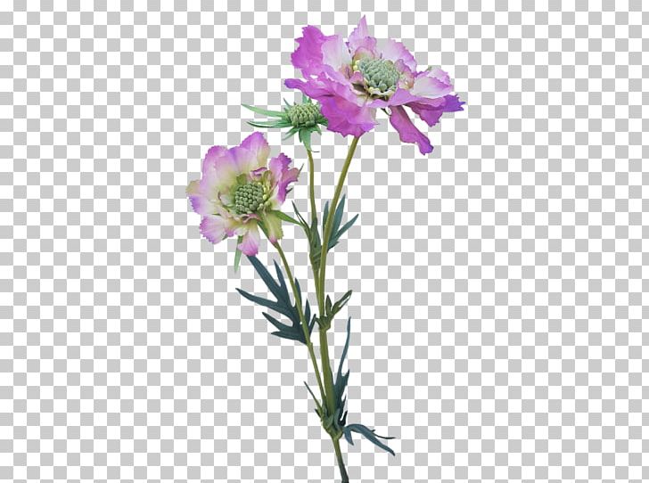 Cut Flowers Plant Stem Subshrub Herbaceous Plant PNG, Clipart, Cut Flowers, Flora, Flower, Flowering Plant, Food Drinks Free PNG Download