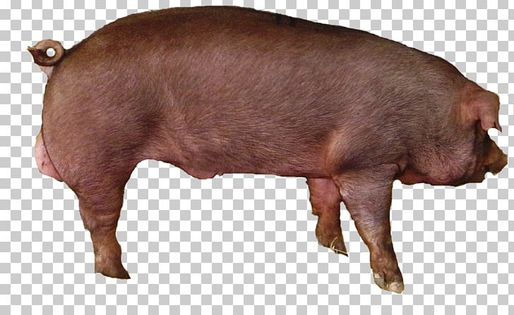 Large White Pig Livestock Pig's Ear Hogs And Pigs Pork PNG, Clipart, Animals, Domestic Pig, Farm, Federal Register, Free Range Free PNG Download