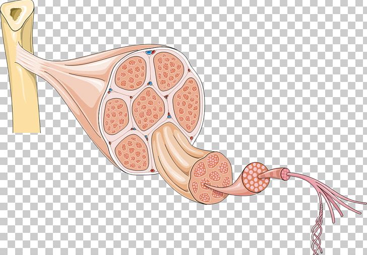 Smooth Muscle Tissue Myocyte Cell Human Body PNG, Clipart, Abdomen, Anatomy, Cell, Diagram, Ear Free PNG Download