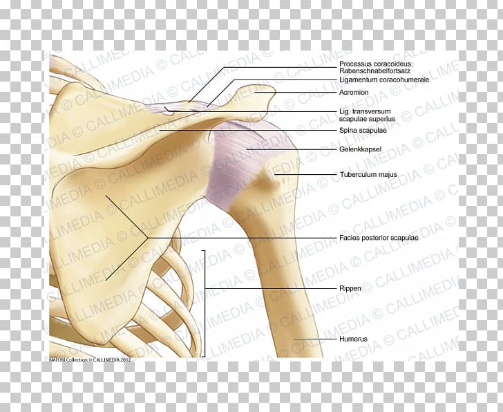 Thumb Shoulder Bone Anatomy Coronal Plane PNG, Clipart, Anatomy, Angle, Arm, Bone, Coronal Plane Free PNG Download