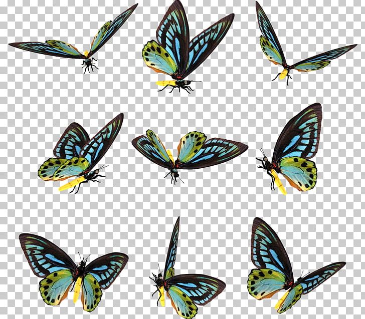 Brush-footed Butterflies Pieridae Butterfly Moth Photography PNG, Clipart, Arthropod, Blog, Brush Footed Butterfly, Butterflies And Moths, Butterfly Free PNG Download