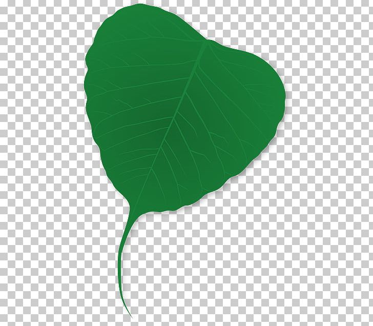 Leaf Green Viridiplantae PNG, Clipart, Aquatic Plants, Baiera, Ginkgo Biloba, Green, Hemerocallis Fulva Free PNG Download