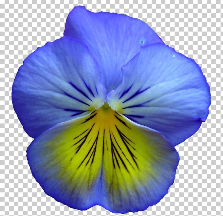 Pansy Flower Blue Yellow PNG, Clipart, Blue, Blue Rose, Color, Cut Flowers, Edible Flower Free PNG Download