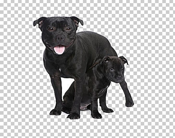 Is a staffordshire bull terrier a pitbull