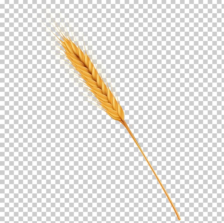 Wheat Caryopsis Cereal PNG, Clipart, Commodity, Crop, Ear, Euclidean Vector, Feather Free PNG Download