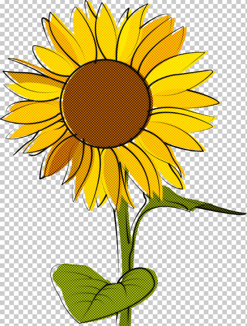 Common Sunflower Flower Drawing Sketch Colored Pencil PNG, Clipart, Cartoon,  Colored Pencil, Common Sunflower, Cut Flowers,