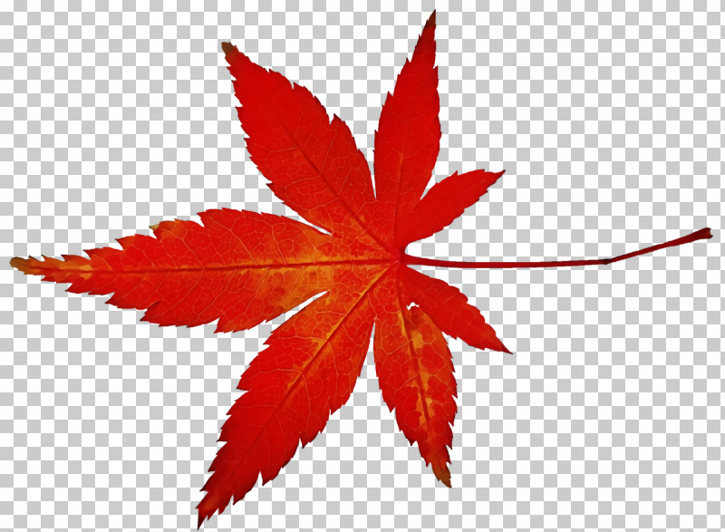 Maple Leaf PNG, Clipart, Aki No Shiori, Autumn, Autumn Leaf Color, Leaf, Maple Free PNG Download