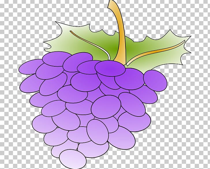 Common Grape Vine Wine Grape Leaves PNG, Clipart, Common Grape Vine, Drawing, Flower, Flowering Plant, Food Free PNG Download