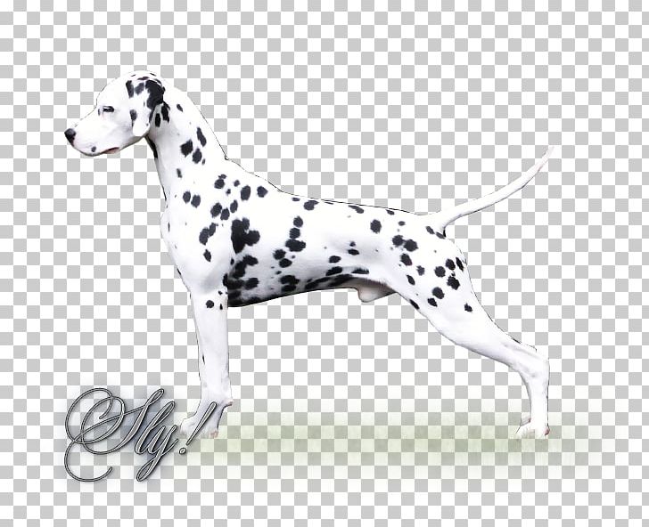 Dalmatian Dog Dog Breed Companion Dog Non-sporting Group Snout PNG, Clipart, Breed, Carnivoran, Companion Dog, Dalmatian, Dalmatian Dog Free PNG Download