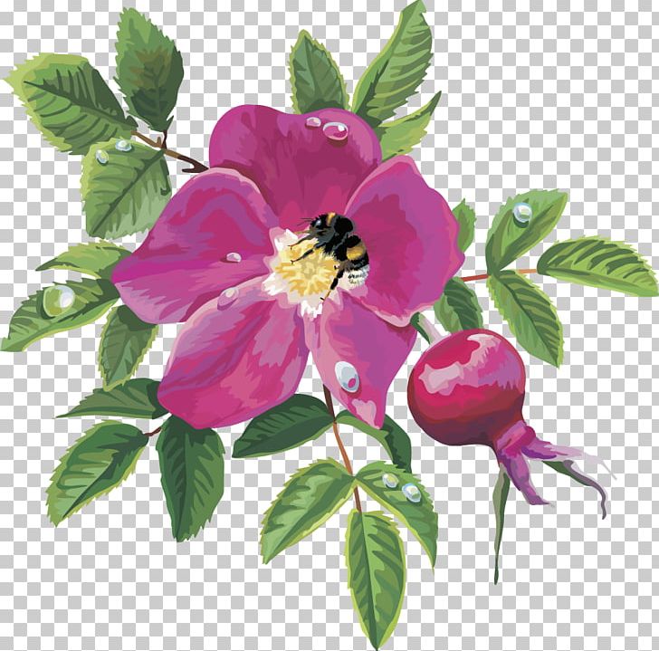 Dog-rose Centifolia Roses Rosa Acicularis Rosa Gallica Rosa Moyesii PNG, Clipart, Blueberry, Cherries, Cherry, China Rose, Flower Free PNG Download