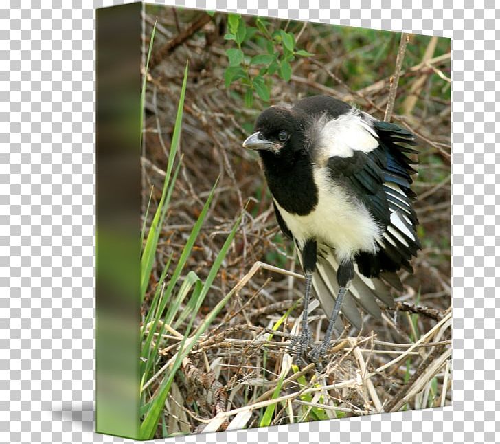 Eurasian Magpie Wren American Sparrows Fauna PNG, Clipart, American Sparrows, Beak, Bird, Crow Like Bird, Emberizidae Free PNG Download