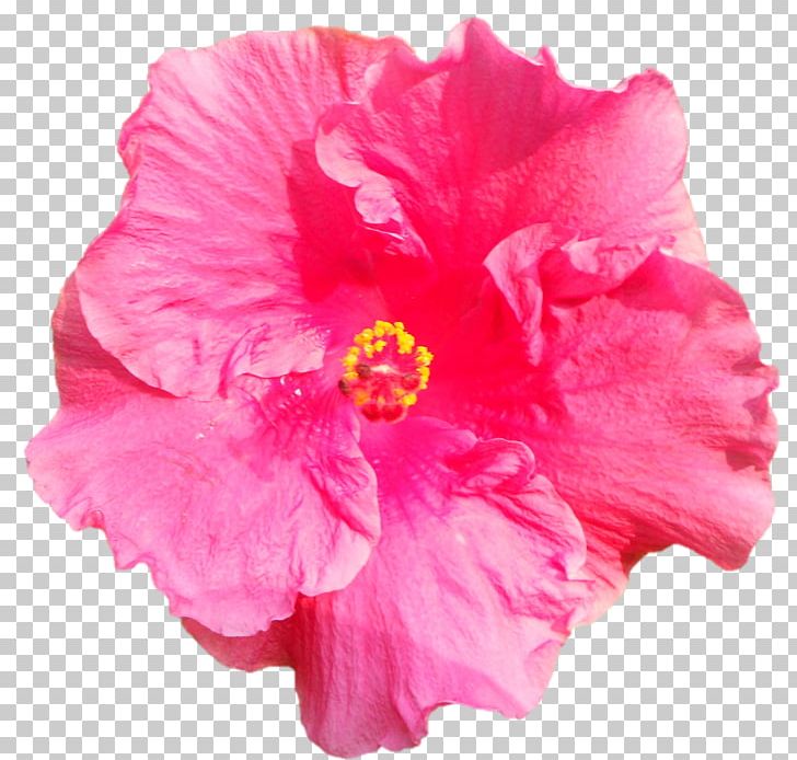 Shoeblackplant Flower Tropics ハイビスカス PNG, Clipart, Azalea, China Rose, Chinese Hibiscus, Flower, Flowering Plant Free PNG Download