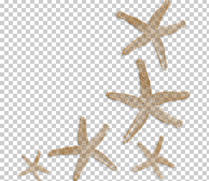 Paper Starfish PNG, Clipart, Animals, Cartoon, Clip Art, Drawing, Echinoderm Free PNG Download