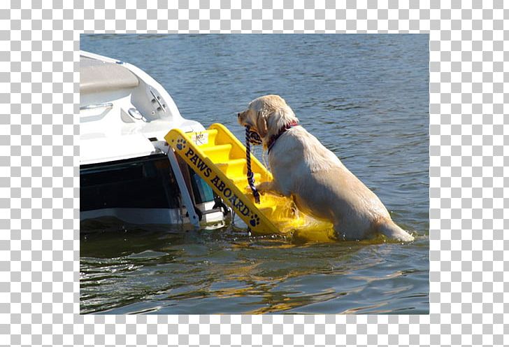 Paws Aboard Doggy Boat Ladder And Ramp Golden Retriever Pet Dock PNG, Clipart, Animals, Boat, Dock, Dog, Dog Like Mammal Free PNG Download