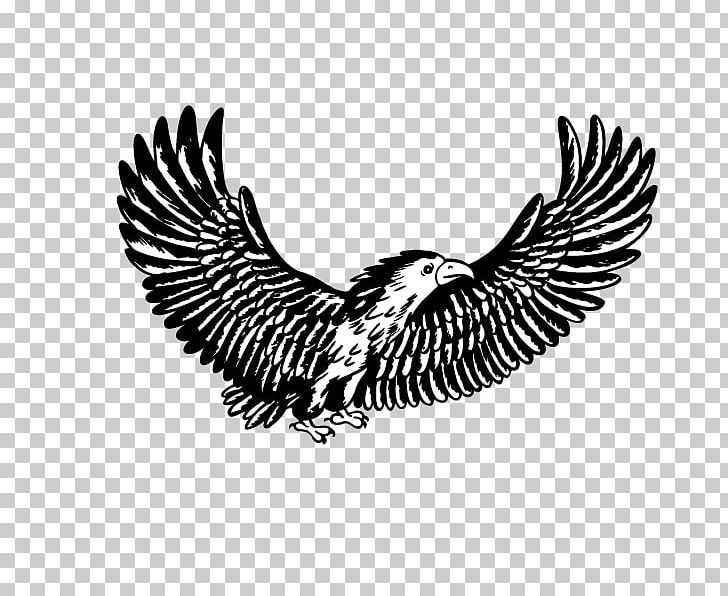 Bald Eagle Hawk PNG, Clipart, Animal, Animals, Bald Eagle, Beak, Bird Free PNG Download