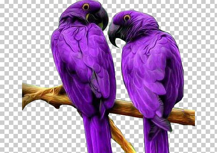 Bird Parrot Computer File PNG, Clipart, Animal, Animals, Beak, Birds, Common Pet Parakeet Free PNG Download