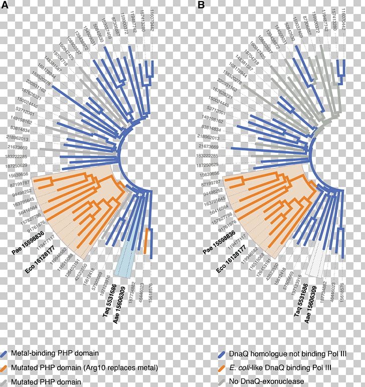 DNA Polymerase III Holoenzyme E. Coli Sequence Alignment PNG, Clipart, Angle, Area, Bacteria, Circle, Diagram Free PNG Download