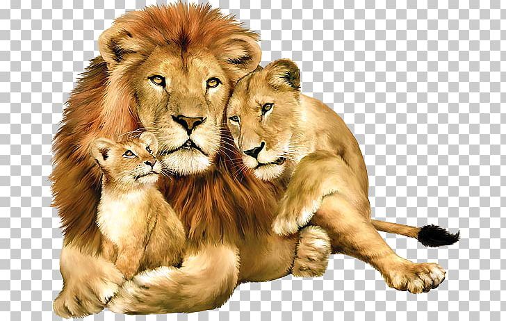Lion Felidae PNG, Clipart, Animals, Big Cat, Big Cats, Carnivoran, Cat Like Mammal Free PNG Download