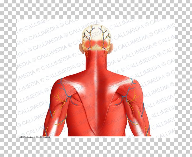 Superior Auricular Muscle Posterior Triangle Of The Neck Muscular System Human Body PNG, Clipart, Abdomen, Anatomy, Arm, Back, Blood Vessel Free PNG Download