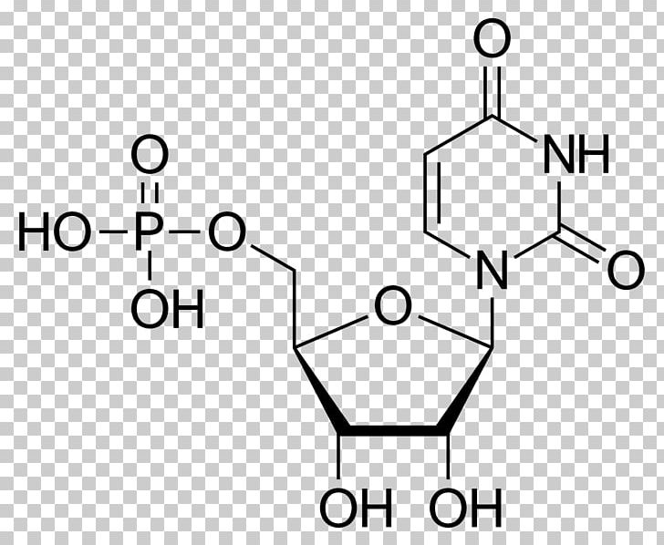 Uridine Monophosphate Uridine Diphosphate Adenosine Monophosphate Uracil PNG, Clipart, Adenosine Triphosphate, Angle, Brand, Circle, Diagram Free PNG Download