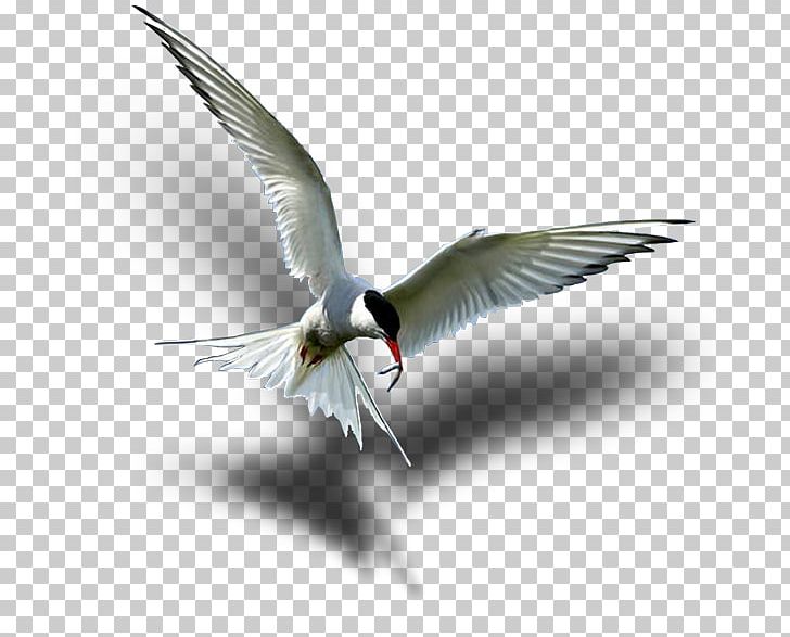 Wader Arctic Tern Seabird Beak PNG, Clipart, Animal Migration, Arctic, Arctic Tern, Beak, Bird Free PNG Download