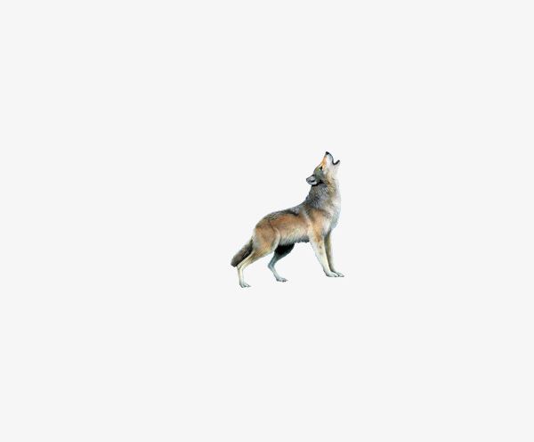 Wild Wolf PNG, Clipart, Animal, Animals, Animal Themes, Canine, Cut Out Free PNG Download