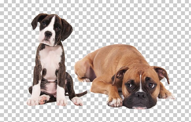 Boxer Puppy English Mastiff Bullmastiff Miniature Schnauzer PNG, Clipart, Animal, Animals, Bichon Frise, Border Collie, Carnivoran Free PNG Download