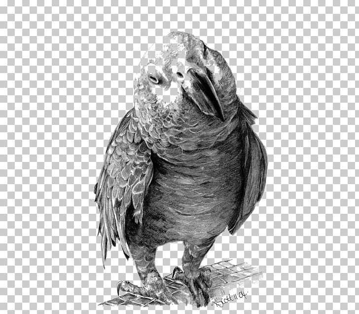 Drawing Pencil Art Portrait Sketch PNG, Clipart, Animal, Animals, Arrow Sketch, Art, Beak Free PNG Download