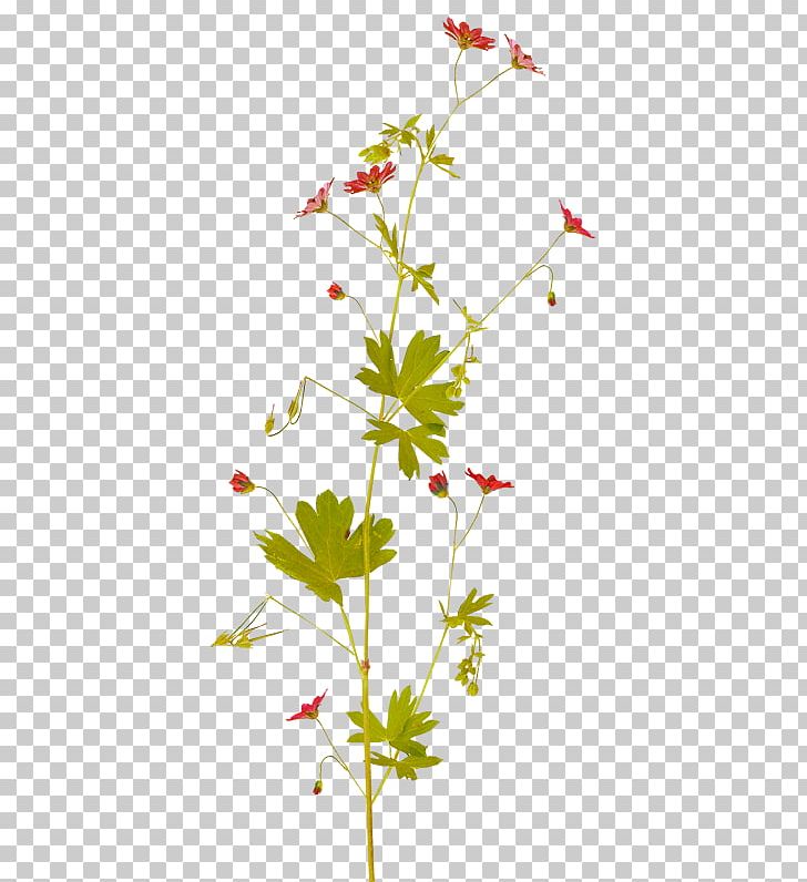 Flower Bouquet Petal PNG, Clipart, Branch, Calluna, Clip Art, Flora, Flower Free PNG Download