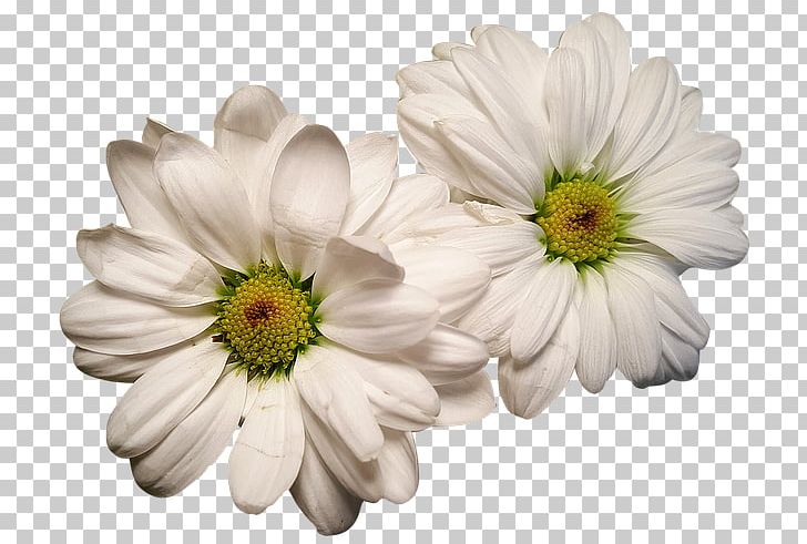 Flower Jasmine Pseudanthium Photography PNG, Clipart, Chrysanths, Common Daisy, Cut Flowers, Daisy, Daisy Family Free PNG Download
