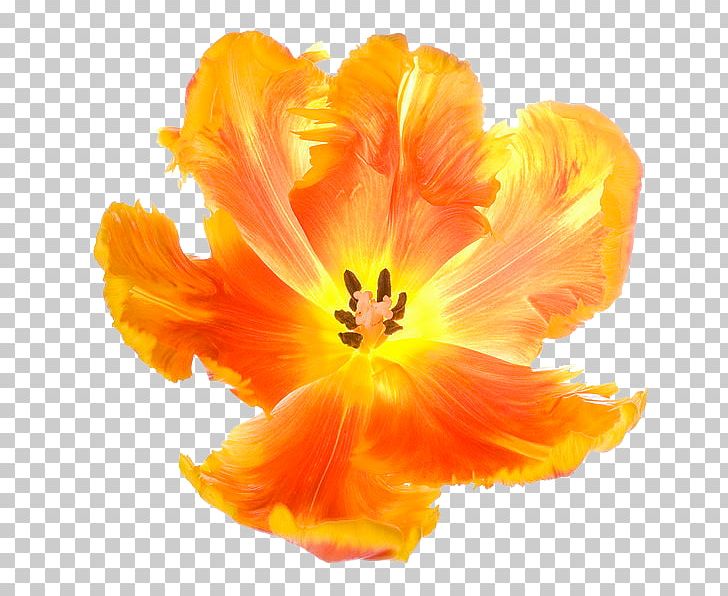 Tulip Flower Euclidean PNG, Clipart, Designer, Encapsulated Postscript, Euclidean Vector, Flower, Flower Bouquet Free PNG Download