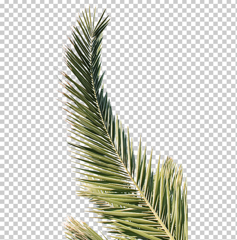 Palm Tree PNG, Clipart, American Larch, American Pitch Pine, Arecales, Balsam Fir, Branch Free PNG Download