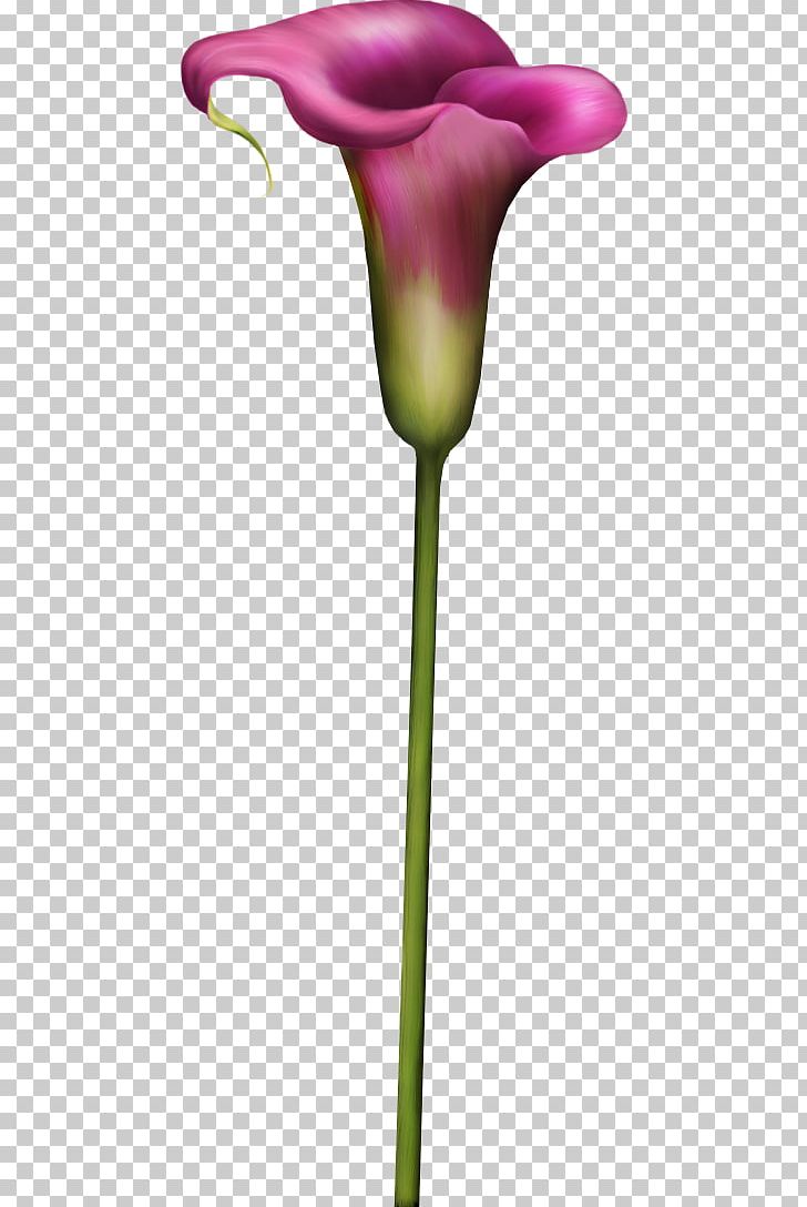 Petal Cut Flowers Tulip Plant Stem PNG, Clipart, Calla, Cicek Resimleri, Color, Cut Flowers, Flora Free PNG Download