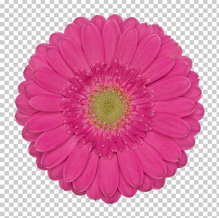 Transvaal Daisy Wedding Dress Flower IStock PNG, Clipart, Bros, Chrysanths, Cut Flowers, Daisy Family, Dress Free PNG Download