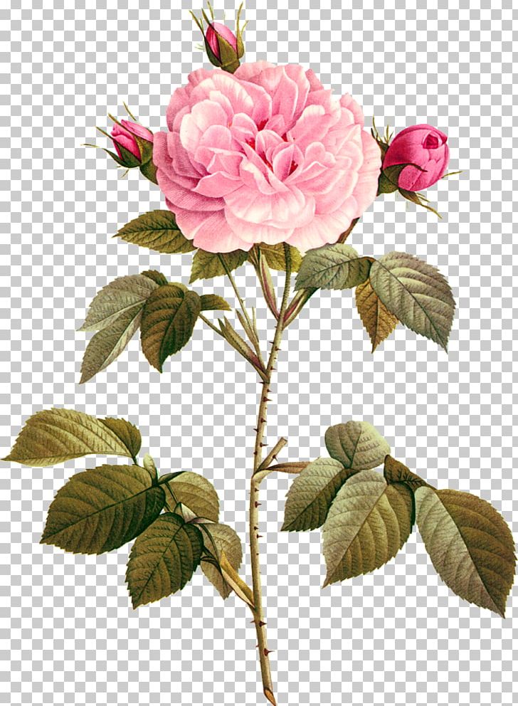 Garden Roses Paper Drawing Photography PNG, Clipart, Branch, Cut Flowers, Digital Image, Drawing, Floribunda Free PNG Download