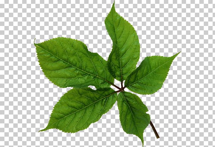Leaf Plant Stem Photoshop Plugin PNG, Clipart, Advertising, Angel, Animaatio, Art, Before Free PNG Download