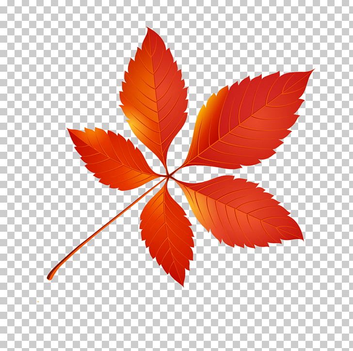 Autumn Leaf Color PNG, Clipart, Autumn, Autumn Leaf Color, Autumn Leaves, Color, Computer Icons Free PNG Download