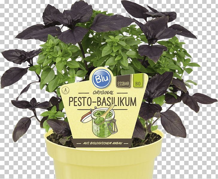 Basil Pesto Raised-bed Gardening Vegetable PNG, Clipart, Basil, Cocktail, Flowerpot, Garden, Garden Furniture Free PNG Download