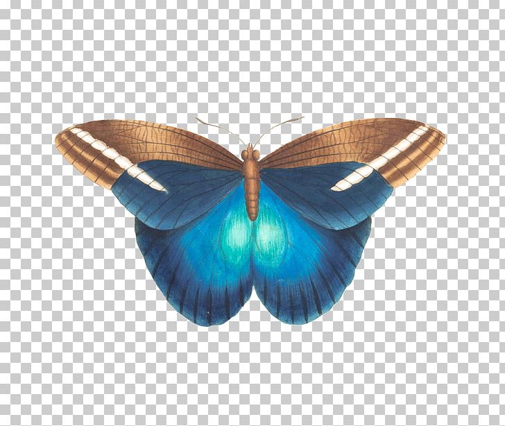 Butterfly Gossamer-winged Butterflies Moth Insect Menelaus Blue Morpho PNG, Clipart, Blue, Butterfly, Insect, Insects, Invertebrate Free PNG Download