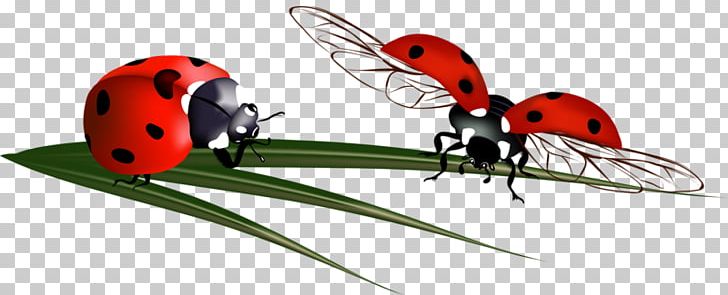Ladybird Beetle Coccinella Septempunctata PNG, Clipart, Adobe Illustrator, Arthropod, Beetle, Beneficial Insects, Cartoon Ladybug Free PNG Download