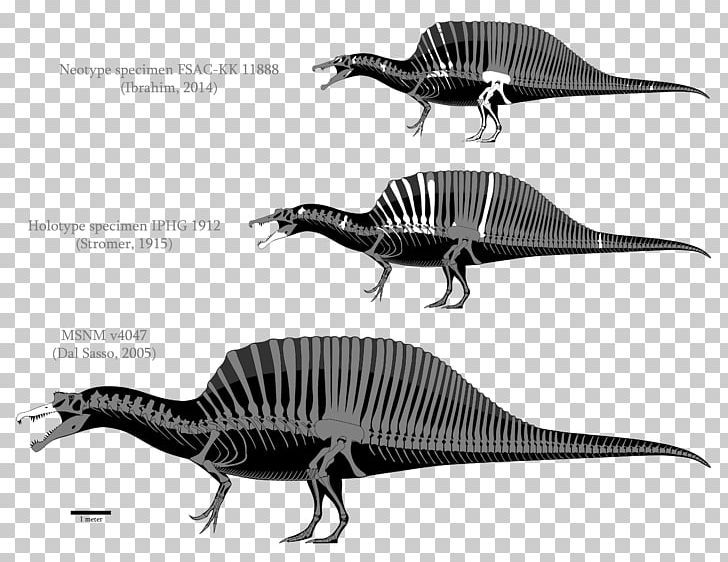 Spinosaurus Tyrannosaurus Baryonyx Carcharodontosaurus Giganotosaurus PNG, Clipart, Allosaurus, Amargasaurus, Baryonyx, Black And White, Carcharodontosaurus Free PNG Download